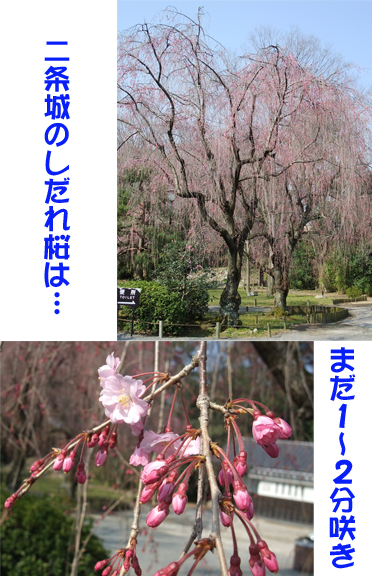 二条桜.jpg